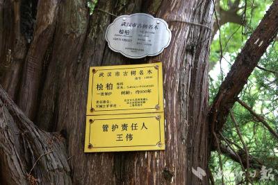 【热点关注】武汉洪山：做足保护 900岁古树生机盎然