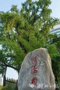 【热点关注】汉阳树公园北园开放 540多岁的“汉阳树”有了新家