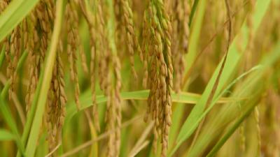 【热点关注】国家统计局：全国早稻总产量比去年增加21.5万吨，增长0.8%