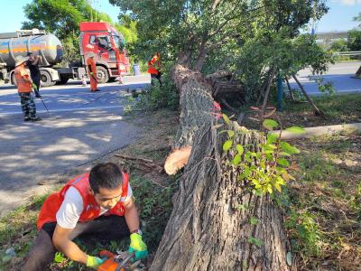县公路中心清除倾倒路树除隐患