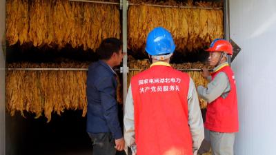 金叶飘香“赶烤”忙  供电可靠有保障