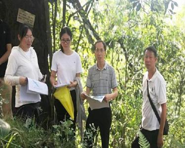 省林业局专家到我县指导古树移植工作