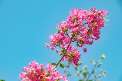湖北南漳：盛夏绿遮眼，紫薇红满堂