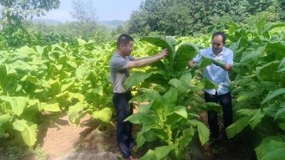 南漳：种下黄金叶  走上致富路