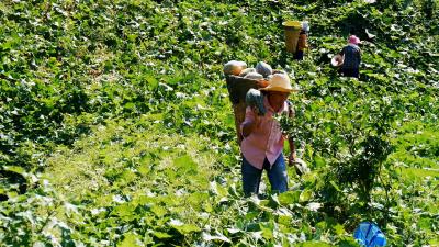 南漳：1500亩香芋南瓜喜获丰收  