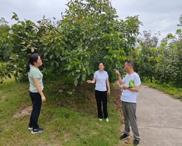 巡检镇：科技助力核桃产业大丰收