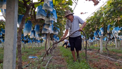 南漳：变废为宝，畜禽废物资源化利用“点亮”美丽乡村
