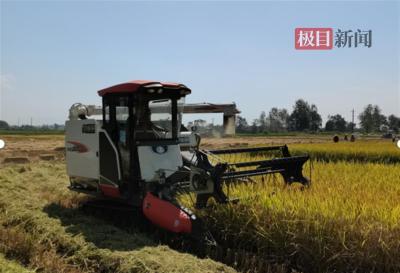【热点关注】武汉108万亩中稻陆续成熟，预计可较往年多收粮食千余万斤 