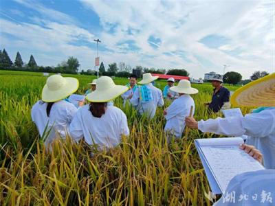 【热点关注】我省2023年水稻种子正季鉴定工作完成
