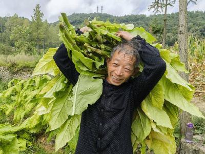南漳：烟叶带茎采烤，助力烟农增收