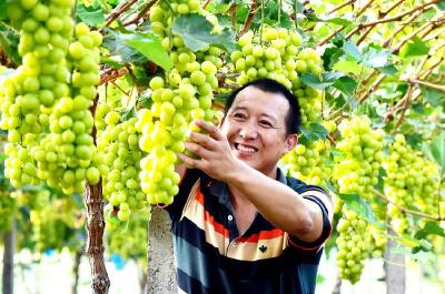 南漳：葡萄满枝头 果农甜心头