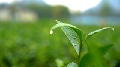 湖北南漳：秋茶上市香万里