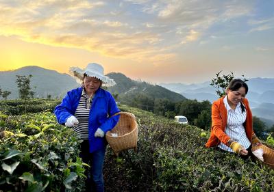 湖北南漳：茶山秋意浓  秋茶采摘忙