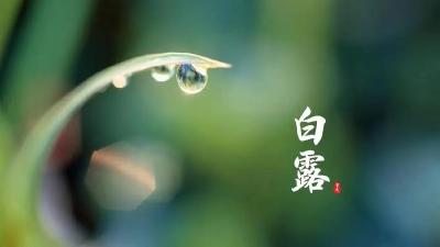 二十四节气之白露 