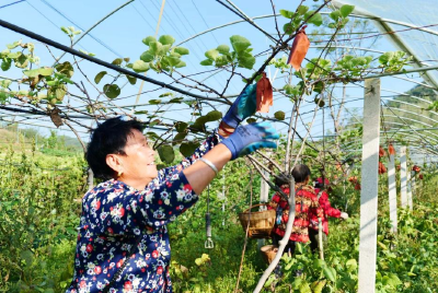 湖北南漳：绿水青山结出富民兴村“金果果”