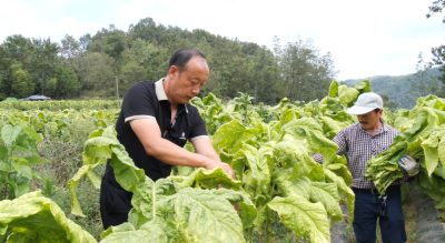 湖北南漳：烟叶产业“领头雁”——晏世朋