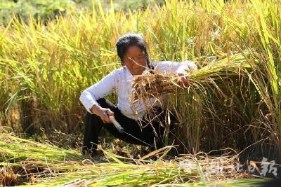 【热点关注】巴东县金果坪：水稻翻金浪 互助收割忙