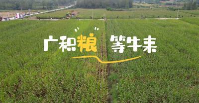 湖北南漳：广积“粮” 等牛来