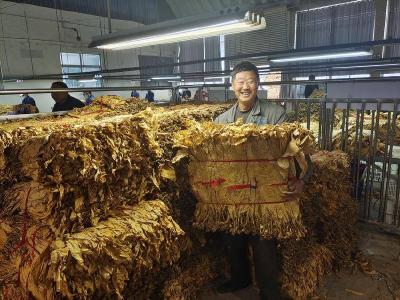 湖北南漳：烤烟收购正当时