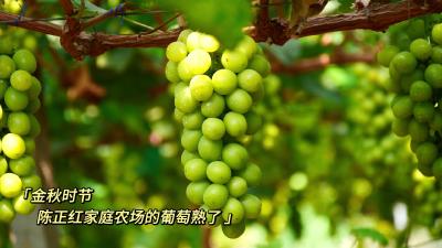 南漳：阳光玫瑰缀满藤 “葡”就果农致富路