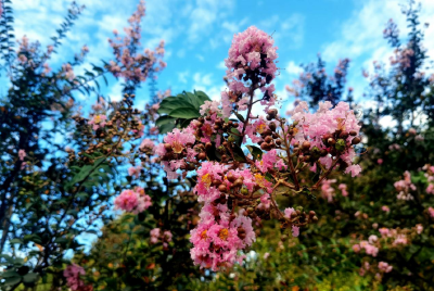湖北南漳：紫薇花开“百日红”