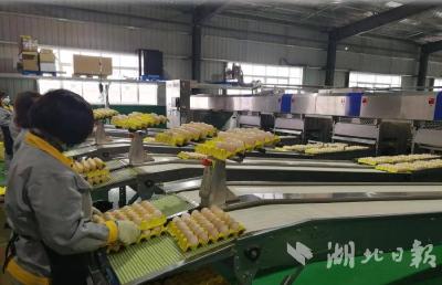 【热点关注】建始64.8万枚富硒鸡蛋直供杭州亚运村