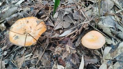 湖北南漳：秋天又见松树菌