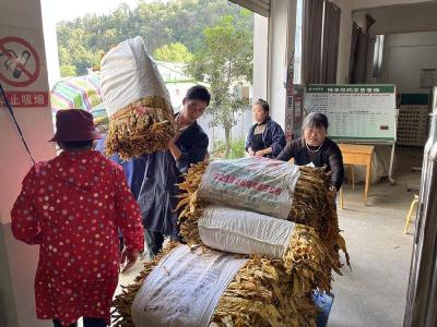 湖北南漳：“双节”期间烟叶收购“不打烊”