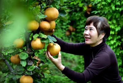 湖北南漳：金秋挂金果 梨园喜丰收