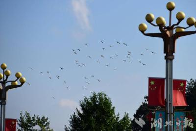 【热点关注】壮观！咸丰县城上空，数日群鸟盘旋