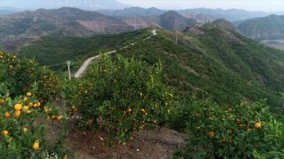 湖北南漳：税惠助农兴 绘就好“丰”景