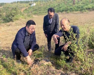 市资规局督导组到武安镇督导林业工作