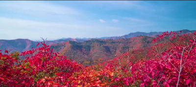 湖北南漳：红叶似霞 山河入秋 