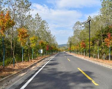 “隆七”路绿化升级　“枫”景这边独好