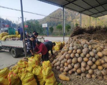 肖堰镇龙坑村：秋收好“丰”景　增收有“钱”景