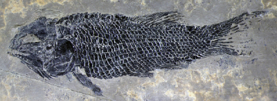 远古发现|已知最原始的铰齿鱼“现身”：揭示凶猛雀鳝鱼类的起源