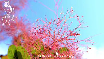 湖北南漳：黄栌花开 烟树红云
