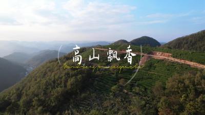 南漳：冬茶采摘忙