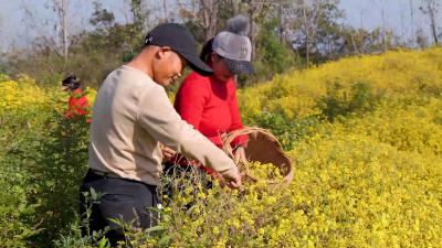 湖北南漳：复垦种植野菊花  开辟群众致富路