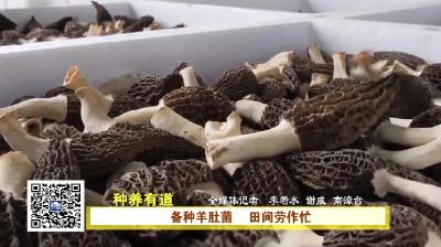 湖北南漳：种养有道  南漳今年羊肚菌种植面积达2000亩