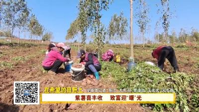 湖北南漳：紫薯喜丰收，致富新“薯”光