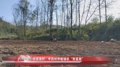 南漳新闻丨白龙池村：中药材种植铺就“致富路”