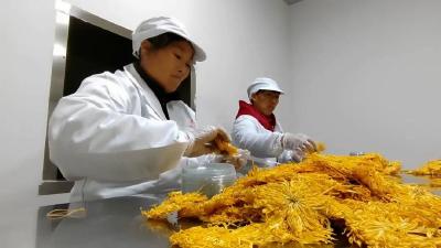湖北南漳：观音堂村“花经济”，让颜值变产值