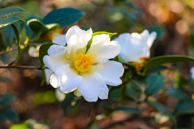 湖北南漳：山野开满油茶花