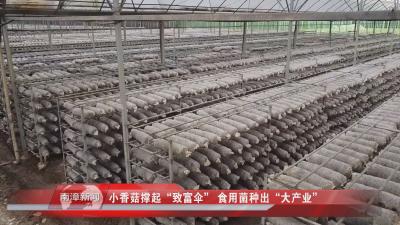 南漳新闻丨小香菇撑起“致富伞” 食用菌种出“大产业”