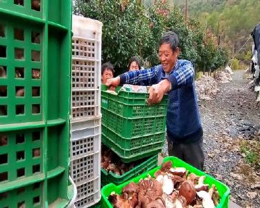 南漳：金秋香菇采收忙  产业发展正当时