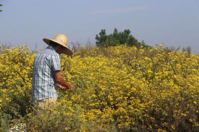 【热点关注】红安张河村：野菊花产业成为联农带农的“金纽带”