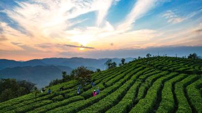 南漳：高山茶飘香 茶农采茶忙