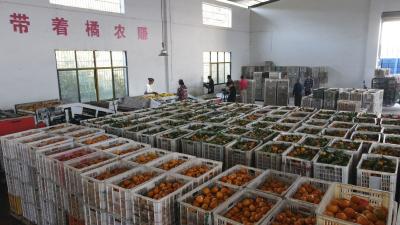 湖北南漳：柑橘丰收 俏销海外