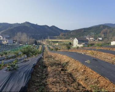 汉三村：打造柑橘实验园　助推乡村全面振兴